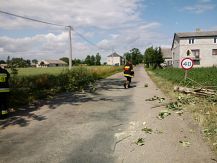 Powalona topola w miejscowości Uśnik