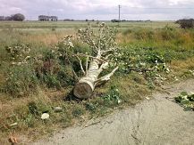 Powalona topola w miejscowości Uśnik