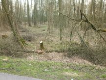 Niebezpiecznie pochylone  drzewa na drodze powiatowej w okolicy miejscowości Strzeszewo