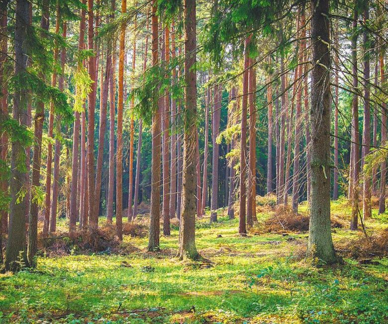 Nadzór Starosty nad gospodarką leśną